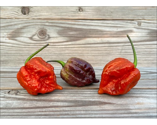 Trinidad Scorpion Moruga Blackjack