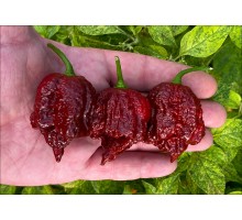 Trinidad Scorpion Moruga Chocolate