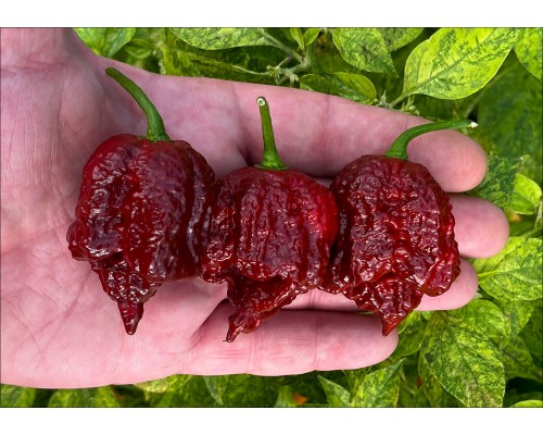Trinidad Scorpion Moruga Chocolate