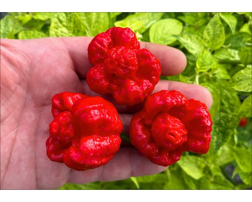 Trinidad Scorpion Moruga Satan Strain