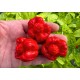 Trinidad Scorpion Moruga Satan Strain