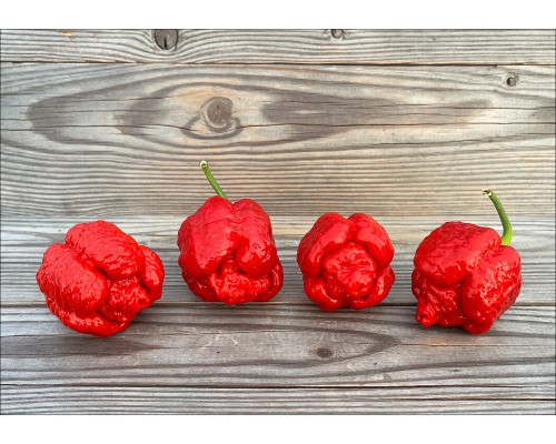 Trinidad Scorpion Moruga Satan Strain