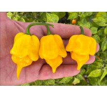 Trinidad Scorpion Butch T Yellow