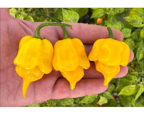 Trinidad Scorpion Butch T Yellow