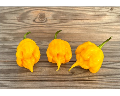 Trinidad Scorpion Yellow