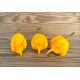 Trinidad Scorpion Yellow