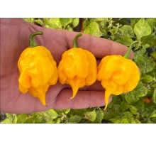 Trinidad Scorpion Yellow