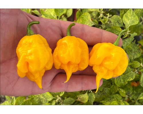 Trinidad Scorpion Yellow