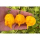 Trinidad Scorpion Yellow
