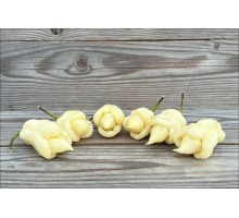 Trinidad Scorpion Ivory R