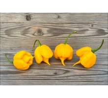 Carolina Reaper Yellow