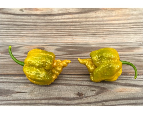 Carolina Reaper Gold