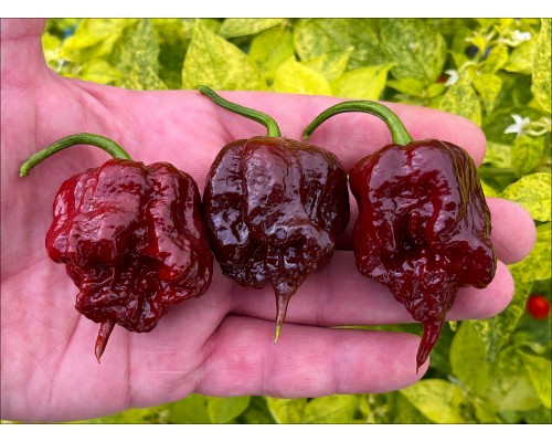 Carolina Reaper Chocolate