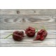 Carolina Reaper Chocolate