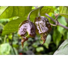 Carolina Reaper Purple