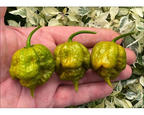 Carolina Reaper Mustard