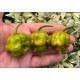 Carolina Reaper Mustard