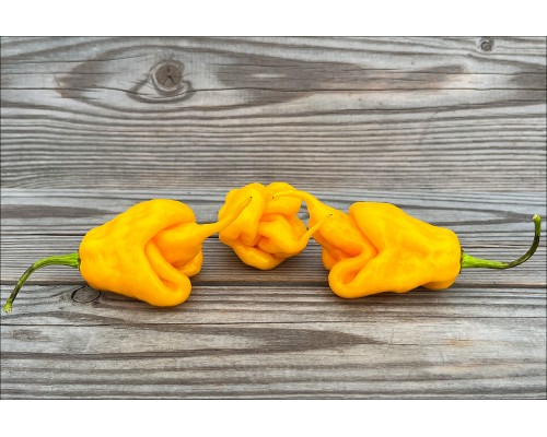 Jay's Yellow Ghost Scorpion
