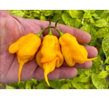 Jay's Yellow Ghost Scorpion
