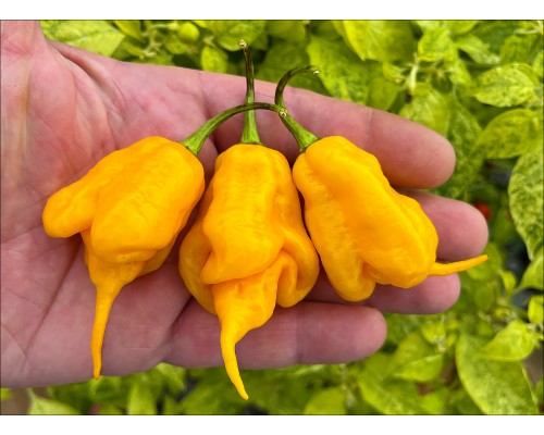 Jay's Yellow Ghost Scorpion
