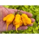 Jay's Yellow Ghost Scorpion