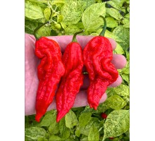 Jay's Red Ghost Scorpion