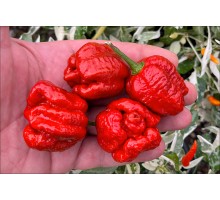 7 Pot Brain Strain Caramel