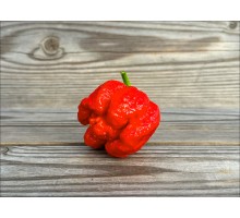 7 Pot Brain Strain