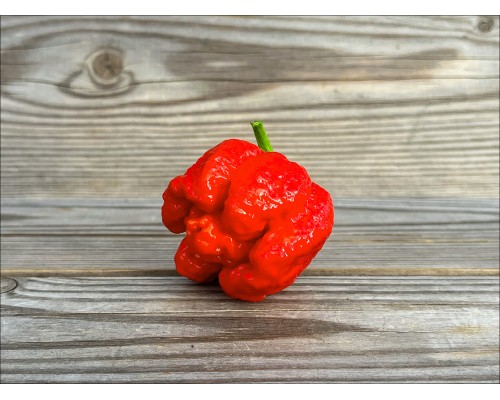 7 Pot Brain Strain