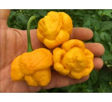 7 Pot Brain Strain Yellow