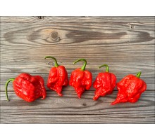 7 Pot Primo Heatless