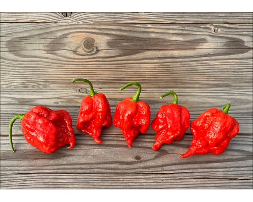 7 Pot Primo Heatless