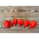 7 Pot Primo Heatless