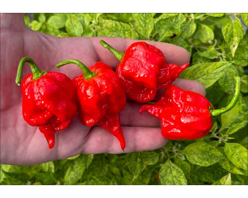7 Pot Primo Heatless