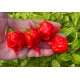 7 Pot Primo Heatless