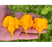7 Pot Primo Yellow