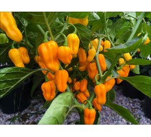 7 Pot Jonah Orange