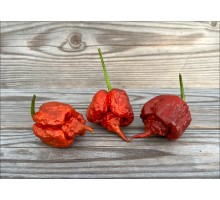 7 Pot Primo Chocolate