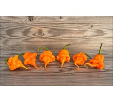 Orange Ripple