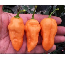 Fatalii Peach