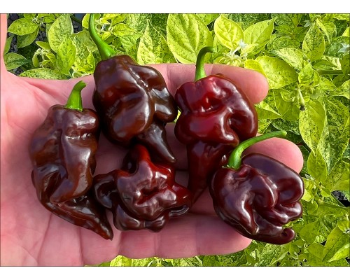 Rimmerhus Fun Strain