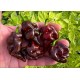 Rimmerhus Fun Strain