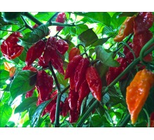 Daytrix Red