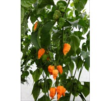 Brain Collapse Orange