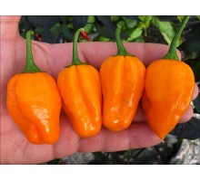 Fatalii Scorpion Orange