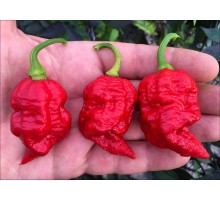 Scorpion Fatalii Emery