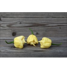 7 Pot Sugar Rush