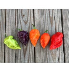 Bhut Jolokia Purple x Maldivian Heart