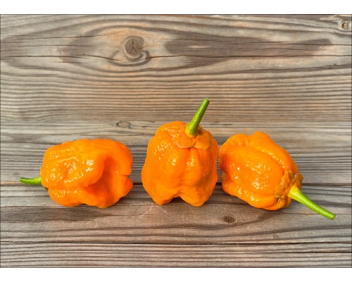 Pumpkin BBG7