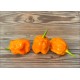 Pumpkin BBG7